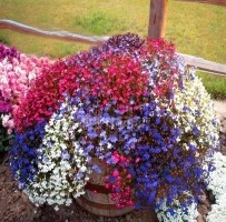 Trailing Lobelia Cascade Mix 7000 Seeds + Plant tag + Freebie Lobelia Pendula Balcony Flower